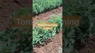 Tomato farming in Zimbabwe #shorts #farming #tomatofarming #tomato #tomatoes #agriculture #project
