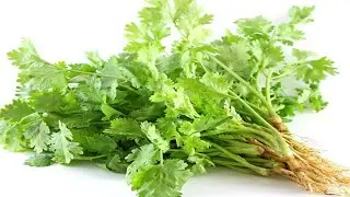 Unbelievable! Cilantro Helps To Prevent Alzheimer's, Lower Blood Sugar and Stop Insomnia