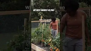 My First Harvest In Ohio #homestead #homesteading #shorts