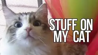 Stuff on my Cat