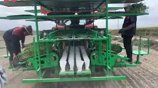 Fully automatic vegetable transplanting machine#mechanical #farming #tractor #china #agriculture