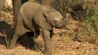 Saving Baby Elephant Mambo