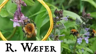 Bathford, Rudloe and the W&aelig;fer Brook: a Saxon Charter and 18th-C Fieldnames