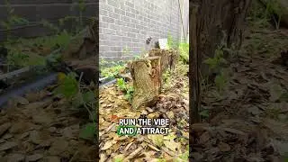 Getting Rid of Tree Stumps in Your Yard