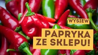 I Ty zrobisz wysiew papryki ze świeżych nasion, nawet na ostatnią chwilę.