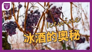 ❄️ 冰酒的製作奧秘：甜美背後的冰冷秘密 | iEverydayWine.com
