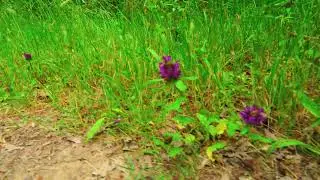 Heal Weed Early summer flowers 2025