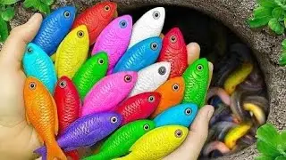 wow Catch Beautiful Aquarium fish, baby Turtles, ornamental, eels, Betta In Easter eggs