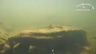 Apareiodon affinis