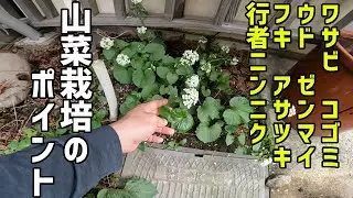 山菜栽培のポイントは土作り【有機物で】【化学肥料は使わない】