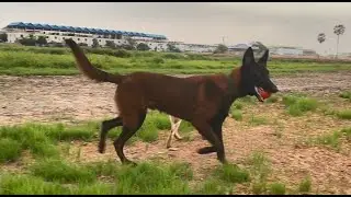 High-Energy Belgian Malinois Ball Chase! 🔥 Incredible Speed & Focus