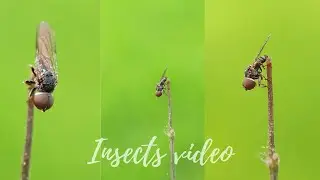insects Macro Video