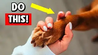 12 Ways to Show Your Dog YOU LOVE THEM! 🚩 (Only THIS Way Do They Understand!)