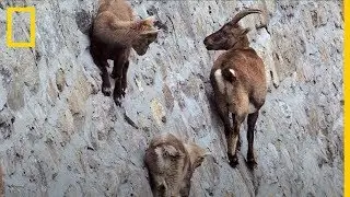 Estas CABRAS son capaces de andar por una pared VERTICAL &iquest;Por qu&eacute;? | National Geographic en Espa&ntilde;ol