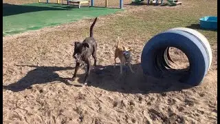 1/21/2026 #shelterdog #playgroup with Gizmo Dunkin Benji & Clementine      #adoptdontshop