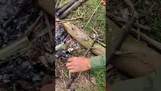 Try the insects in the forest 😋😋 #shorts