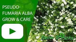 Pseudofumaria alba - grow & care (White corydalis)