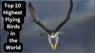 Top 10 Highest Flying Birds in the World