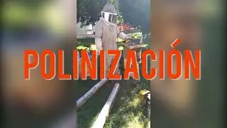 El efecto abeja