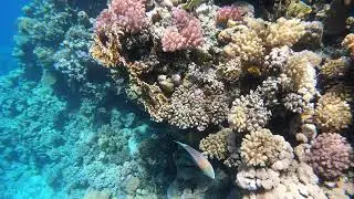 Snorkeling Egipt 2019 Hadaba