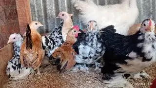 নওগাঁ, কুড়িগ্রাম, সিরাজগঞ্জ ও চট্টগ্রামে ডেলিভারি সম্পন্ন করলাম আলহামদুলিল্লাহ