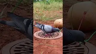 Awesome Creative Pigeon Trap Catch Birds Easily #shorts #pigeontrap #birdcontrol