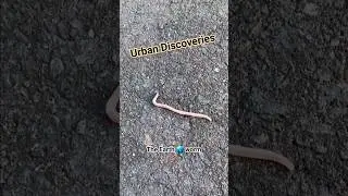 Urban Discoveries: A young Earthworm 🪱 #nature #natgeowild #discoverychannel
