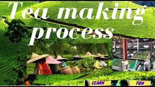 tea making process / in assam tea factory
