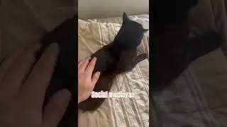 Social media cat #cats #shorts