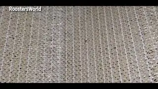 Insect watching at nights