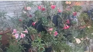 VAMOS VER FLORES PESSOAS 