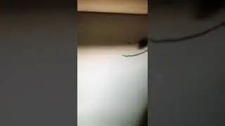 Ladybug follows line being drawn on paper