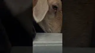 toro