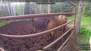 Bayfield County Sheriffs Dept Seizure Warrant Spanish Mustangs Unedited Bodycam of Dave Dawson Pt 2