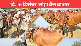 दि.16 डिसेंबर 2025 सुप्रसिद्ध लोहा बैल बाजार जील्हा नांदेड 