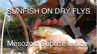 Sunfish On Dry Flys | South San Gabriel