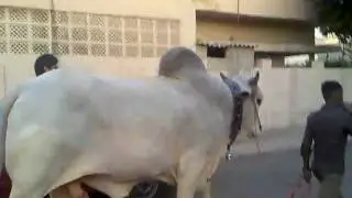 Fb area block 13 ka sibbi ka bail.  bakraeid 2011