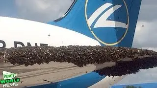 Bees Delays Passenger Plane at Moscow Airport