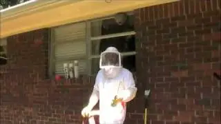 Bald Faced Hornet Nest Control and Removal