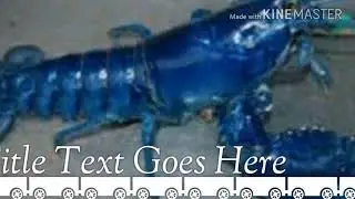 Animal documentry 2018 new edition