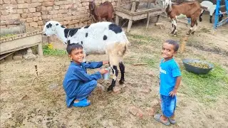 Moeez se dood nikala nhe ja Raha | Adil Charwaha 