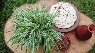Pol Roti (Sri Lankan Coconut Roti) Recipe - Easy & Authentic Flatbread! #My kichen with mathi ​