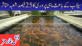 South Punjab Floods Hit 25% of Fish Farms, Recovery Plans Launched | PK7 News