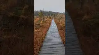 Bouncy boardwalk through a tamarack swamp