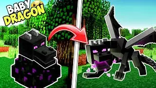 How to hatch a ender dragon egg in  Minecraft tutorial !