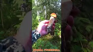 Глаза Разбегаются От Такого Количества Подосиновиков. Грибы 2023. Подосиновик Красный.