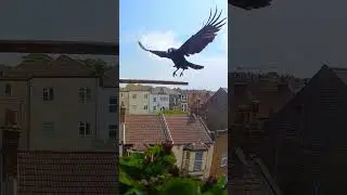 Crow 'Spooky' Meat for the Maestro / Balcony Bird Table 4K