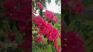 Beautiful Bougainvillea: Colorful Garden #bougainvillea #flowres #garden