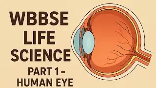 Human Eye | Structure and Function Explained 