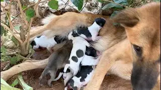 Stray Mother Dog Gives Birth Without a Safe Place&rdquo; 🐾😢